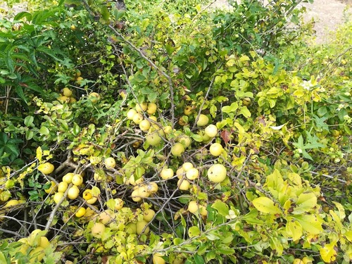 Pigwowiec japoński (chaenomeles japonica)
